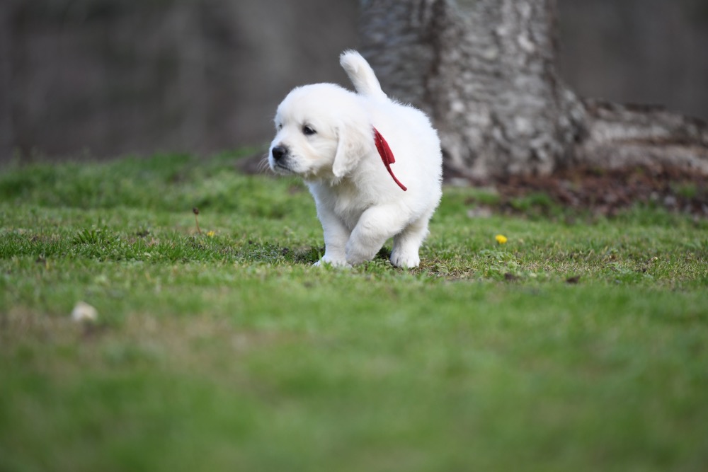 Eva's 6 Week Old Mr. Red