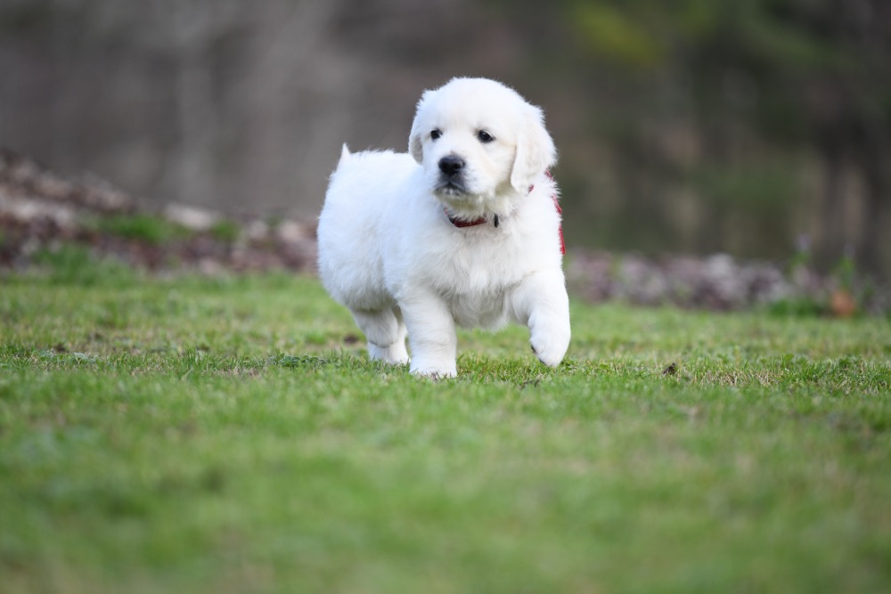 Eva's 6 Week Old Mr. Red