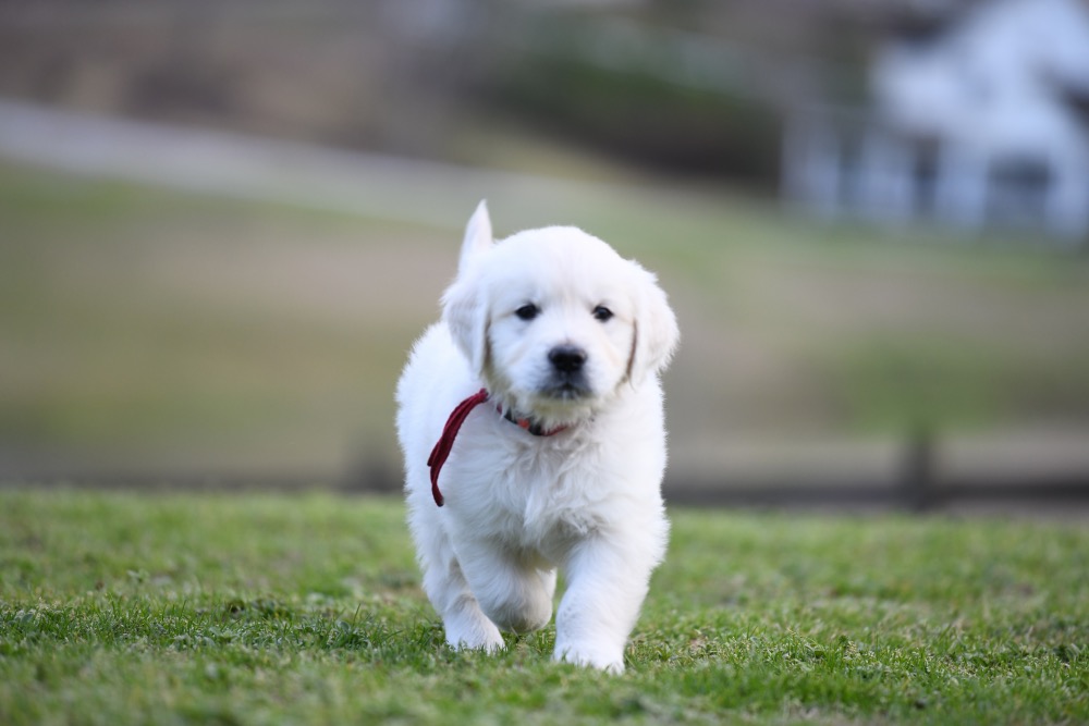 Eva's 6 Week Old Mr. Red