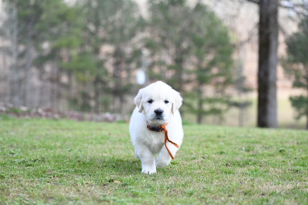 Eva's 6 Week Old Mr. Orange