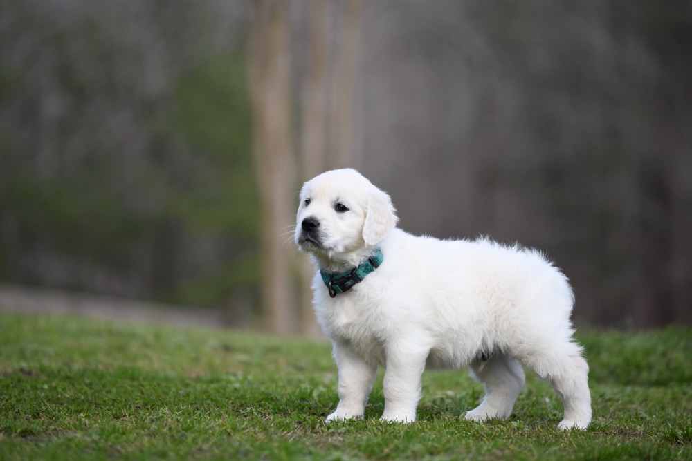 Eva's 6 Week Old Mr. Teal