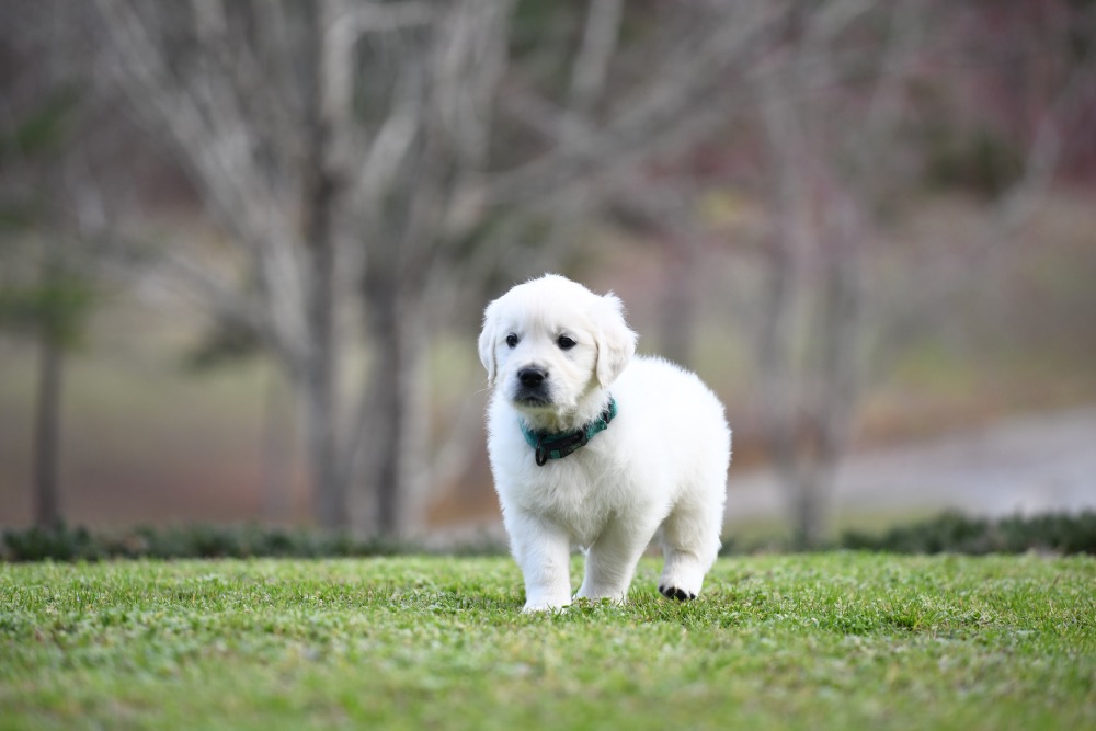 Eva's 6 Week Old Mr. Teal