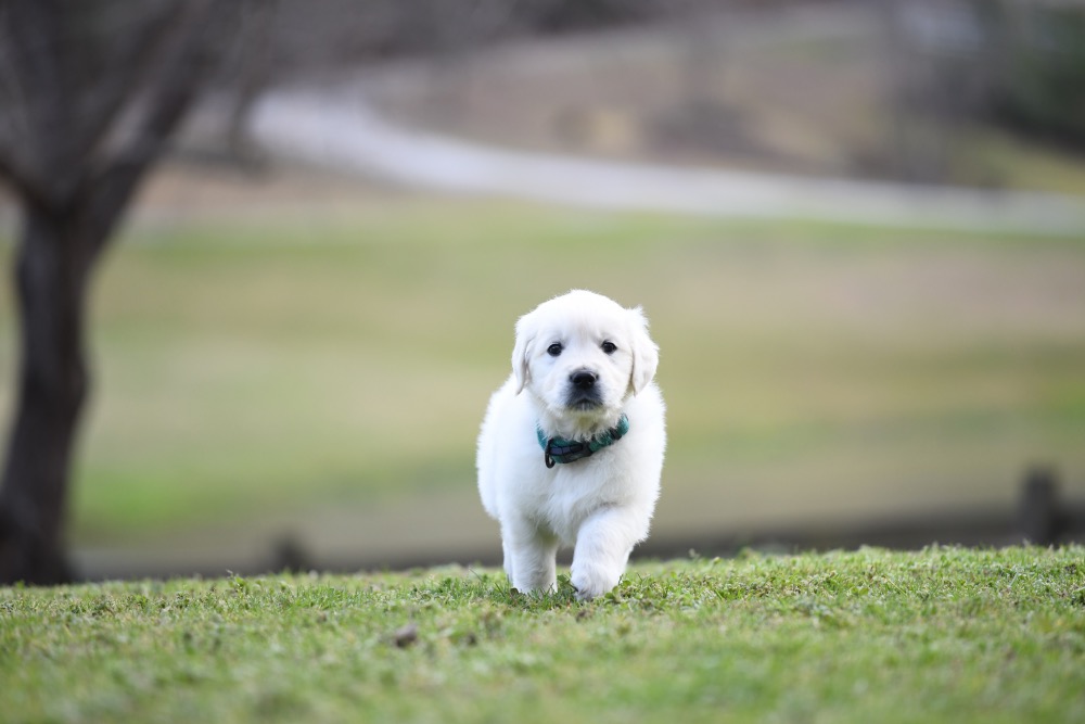 Eva's 6 Week Old Mr. Teal