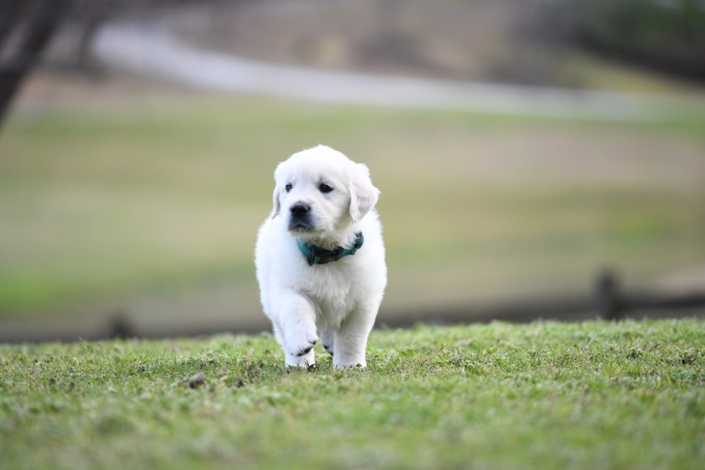 Eva's 6 Week Old Mr. Teal