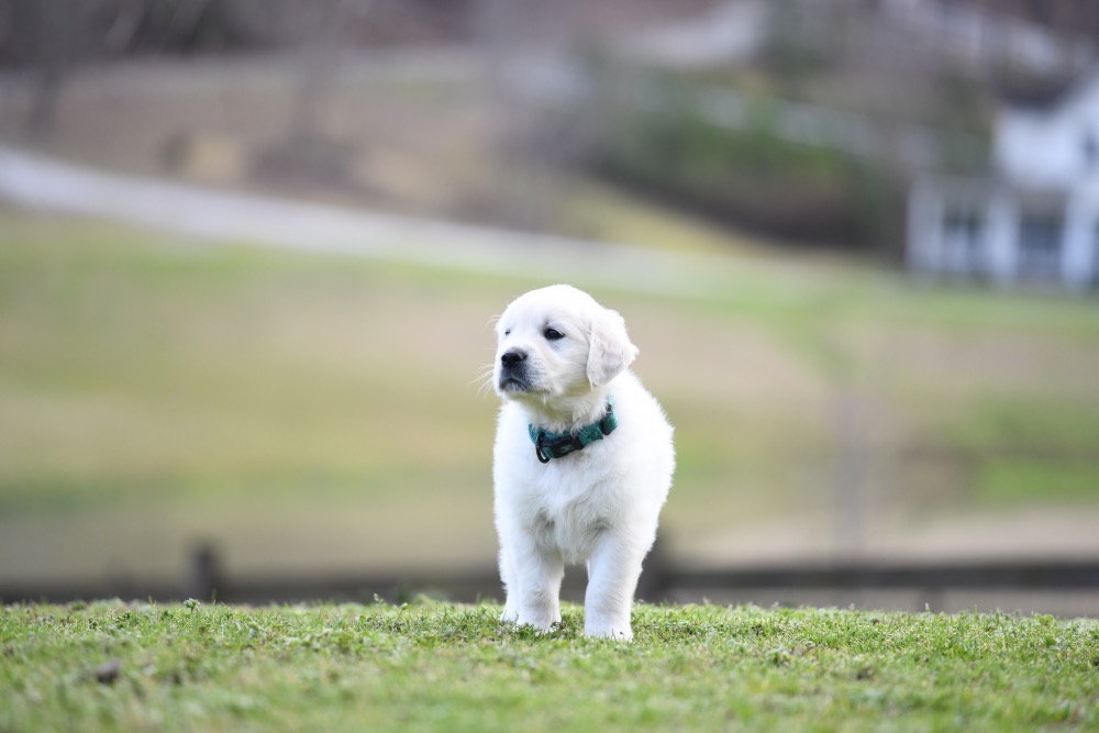 Eva's 6 Week Old Mr. Teal