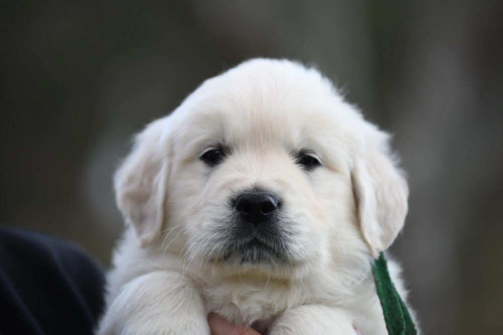Eva's 6 Week Old Mr. Green