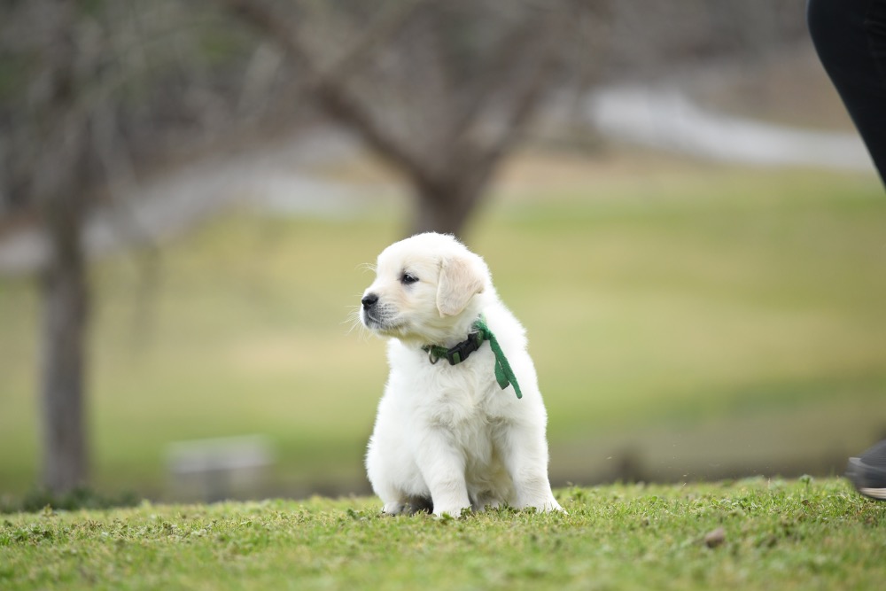Eva's 6 Week Old Mr. Green