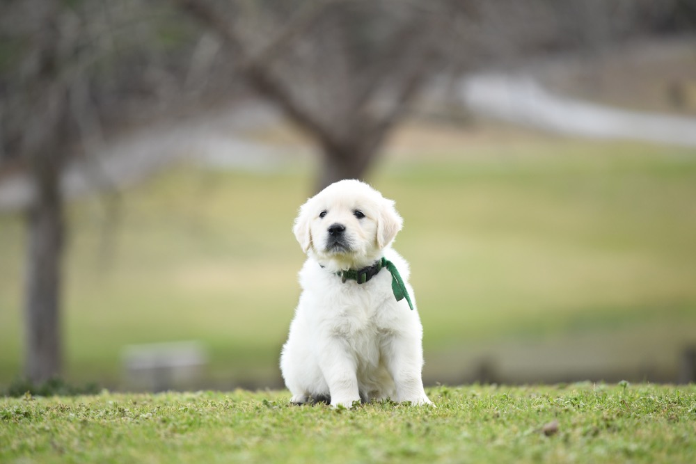 Eva's 6 Week Old Mr. Green