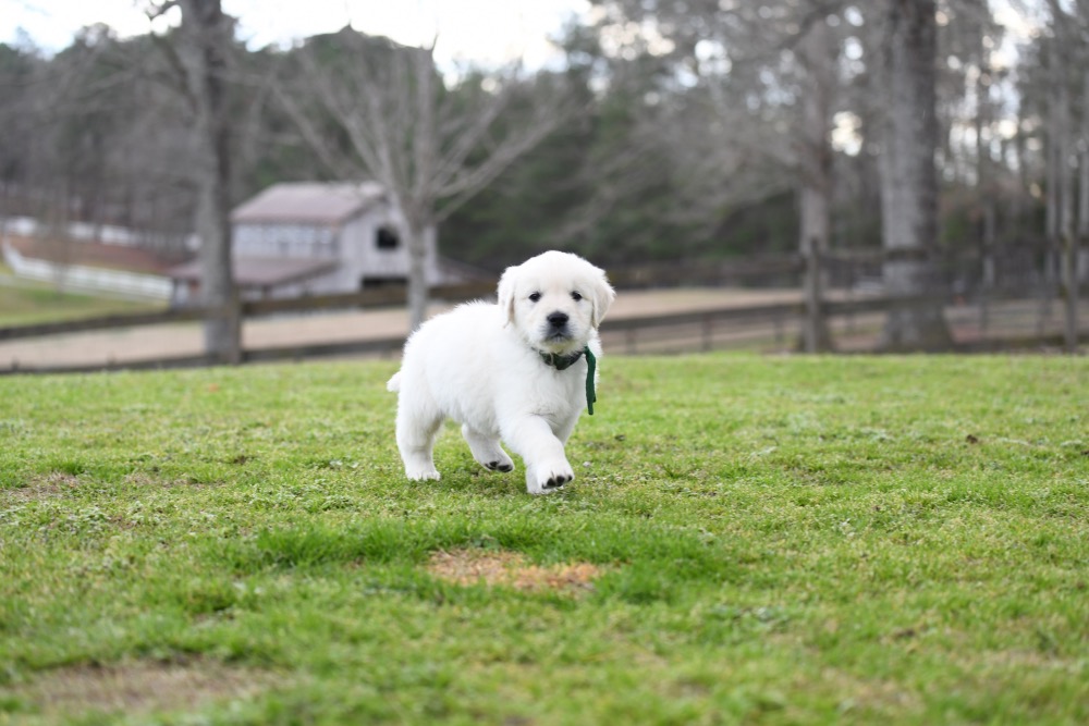Eva's 6 Week Old Mr. Green