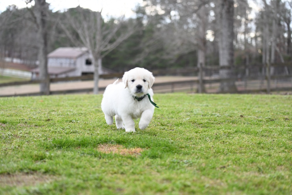 Eva's 6 Week Old Mr. Green