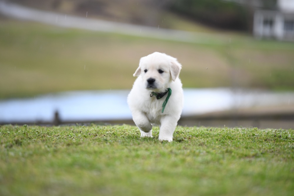Eva's 6 Week Old Mr. Green