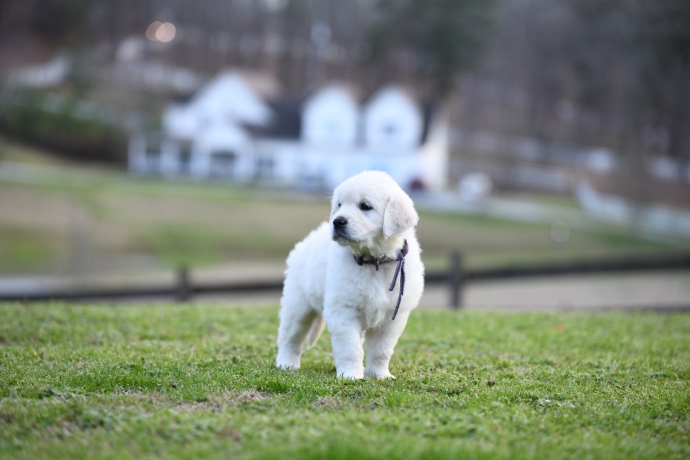 Eva's 6 Week Old Miss Purple