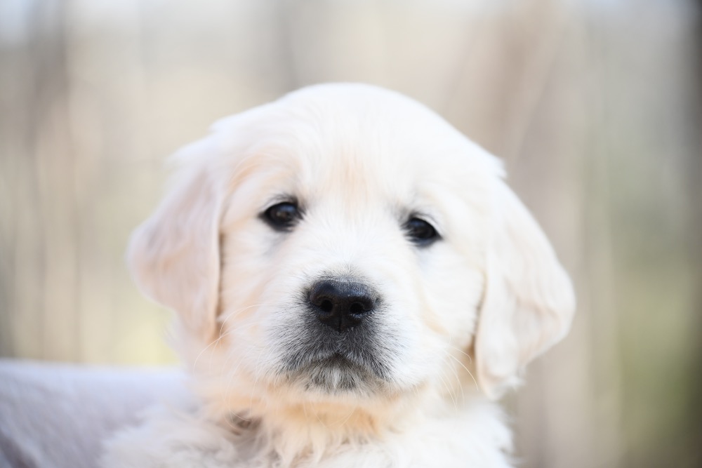 Eva's 6 week old Miss Pink