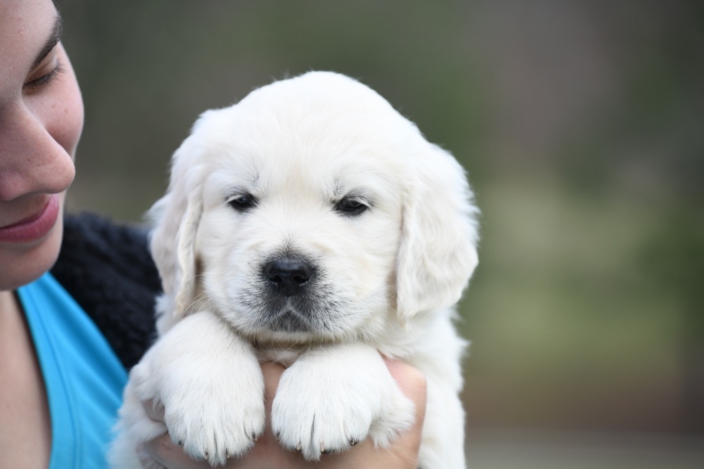 Piper's 5 Week Old Mr. Camo
