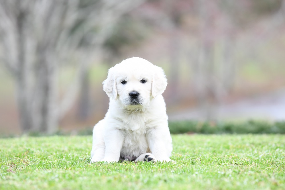 Piper's 5 Week Old Mr. Camo
