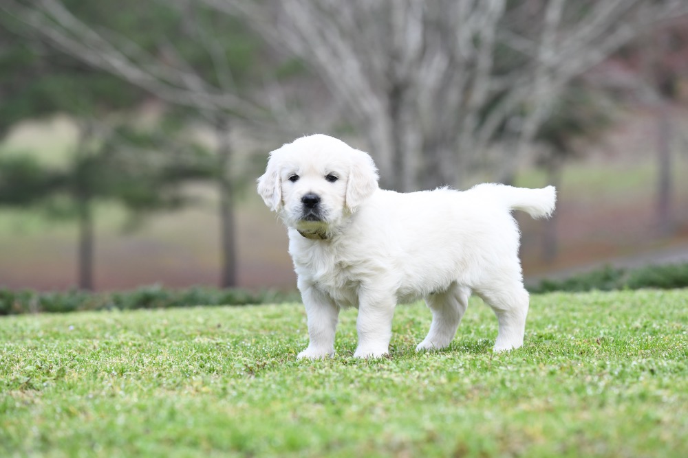 Piper's 5 Week Old Mr. Camo