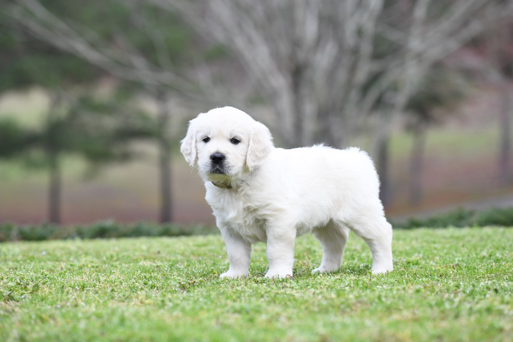 Piper's 5 Week Old Mr. Camo