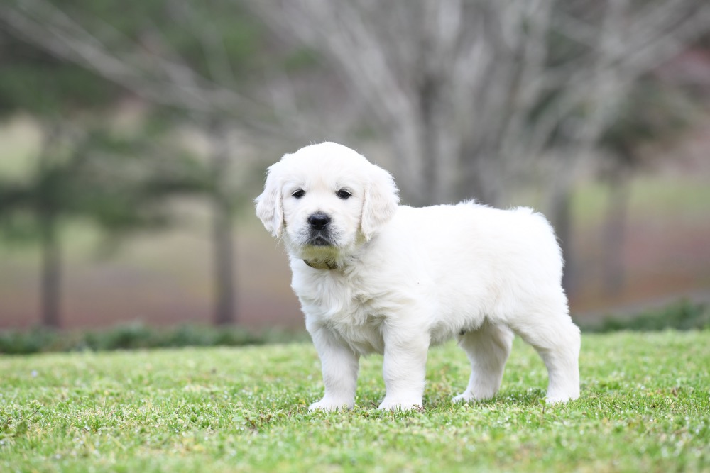 Piper's 5 Week Old Mr. Camo