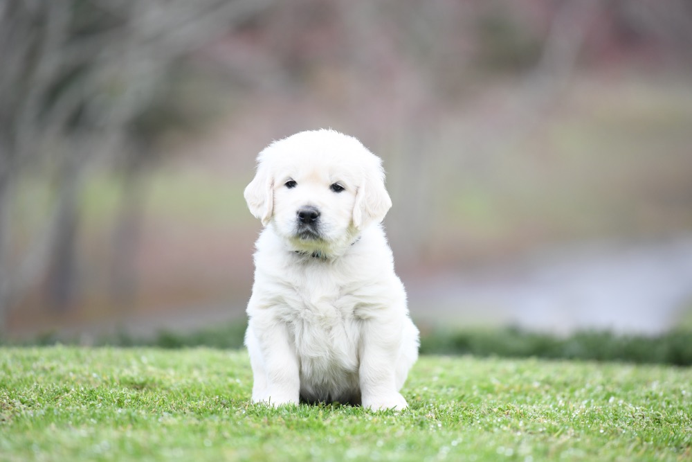 Piper's 5 Week Old Mr. RB