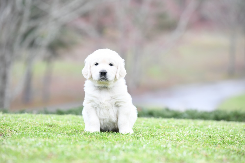 Piper's 5 Week Old Mr. RB