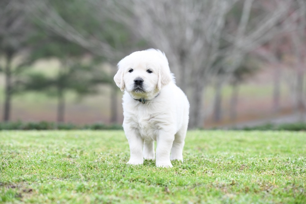 Piper's 5 Week Old Mr. RB