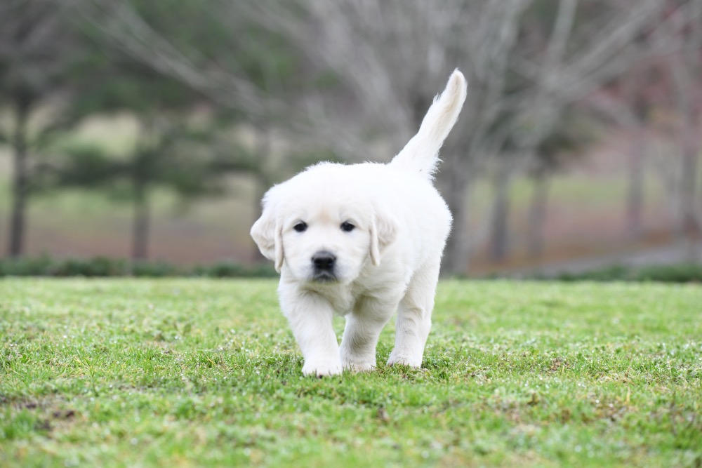 Piper's 5 Week Old Mr. RB