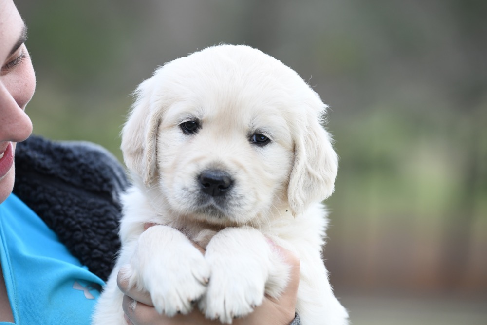 Piper's 5 Week Old Miss Paisley