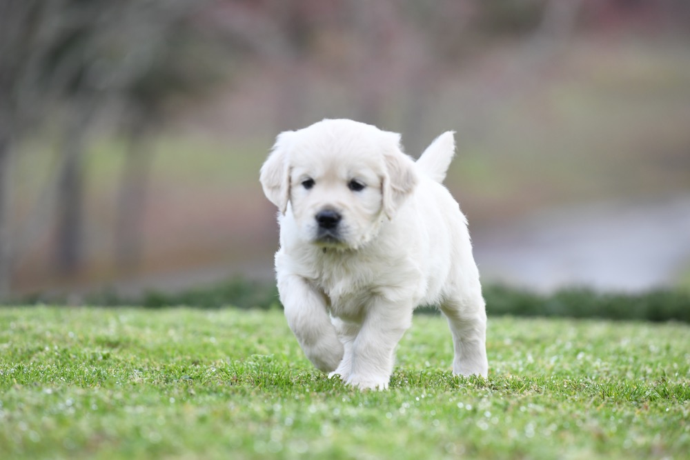 Piper's 5 Week Old Miss Paisley