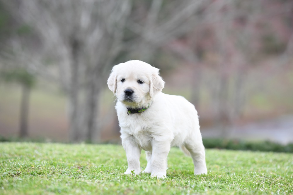 Piper's 5 Week Old Miss Paisley