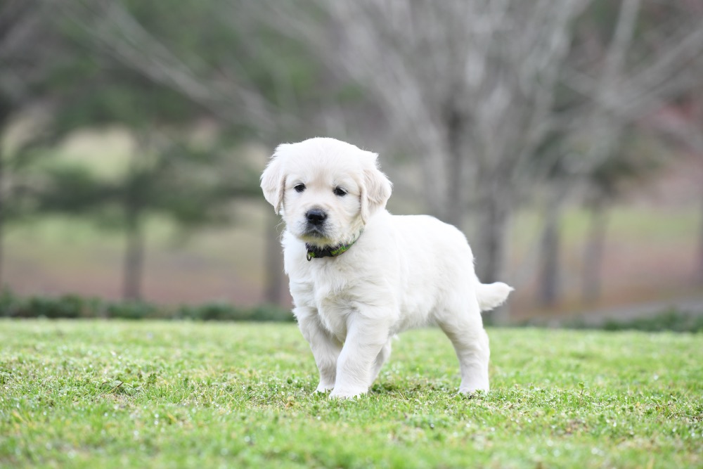 Piper's 5 Week Old Miss Paisley