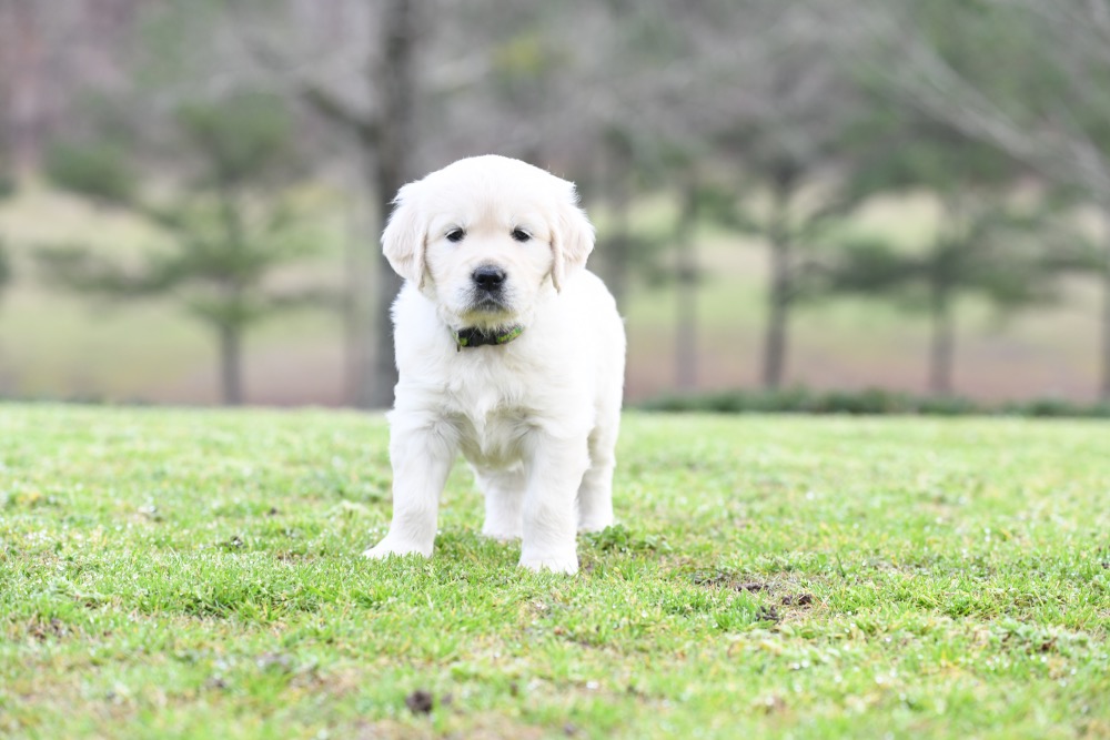 Piper's 5 Week Old Miss Paisley