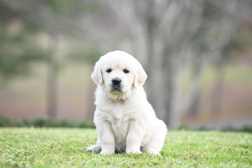 Piper's 5 Week Old Miss Bee