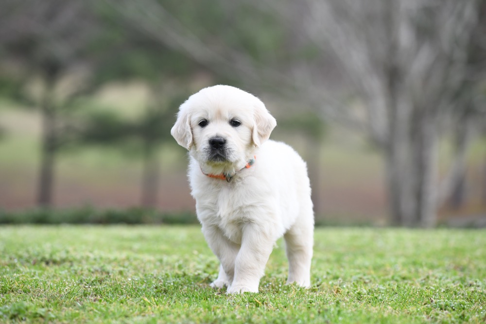 Piper's 5 Week Old Miss Bee
