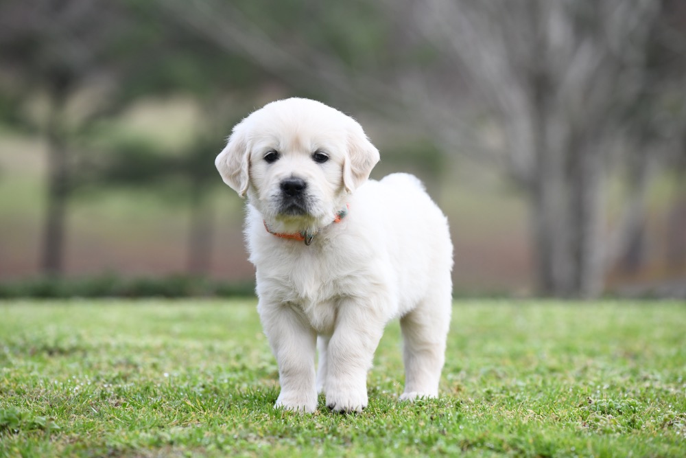 Piper's 5 Week Old Miss Bee