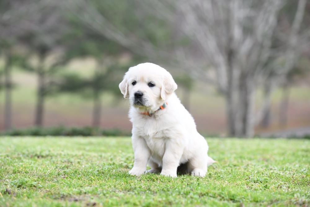 Piper's 5 Week Old Miss Bee