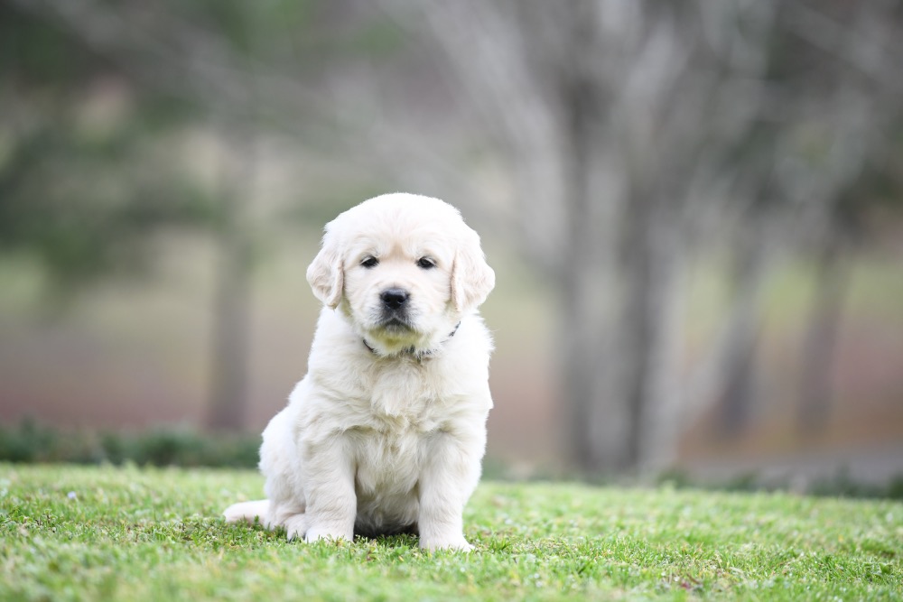 Piper's 5 Week Old Miss Bubbles