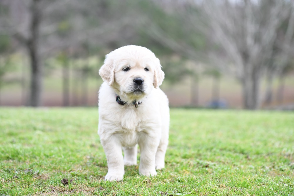 Piper's 5 Week Old Miss Bubbles