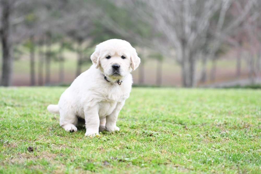 Piper's 5 Week Old Miss Bubbles