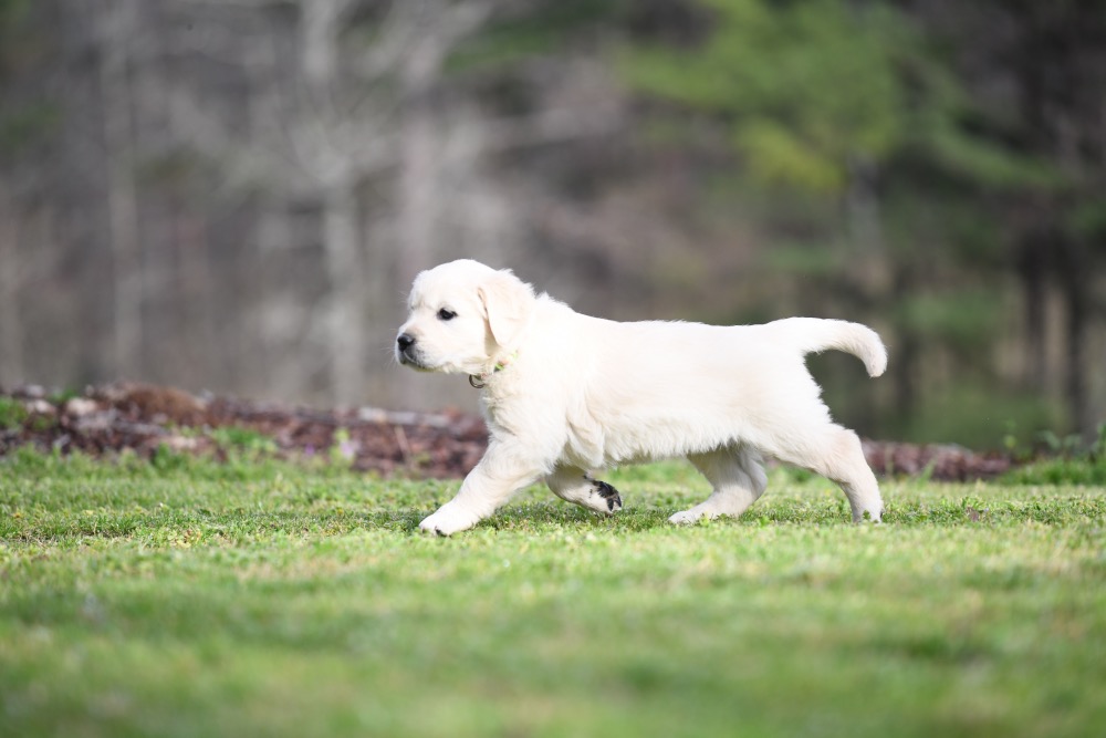 Piper's 5 Week Old puppies Miss Lady Bug