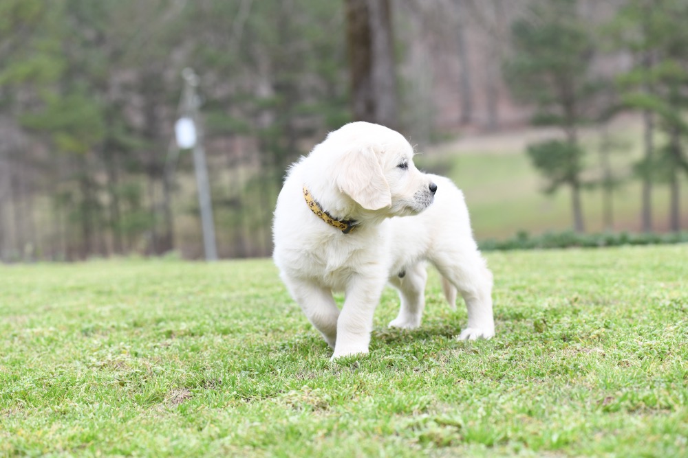 Tara's 6 1/2 Week Old Mr. Paws