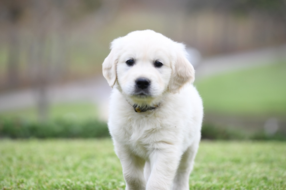 Tara's 6 1/2 Week Old Mr. Paws