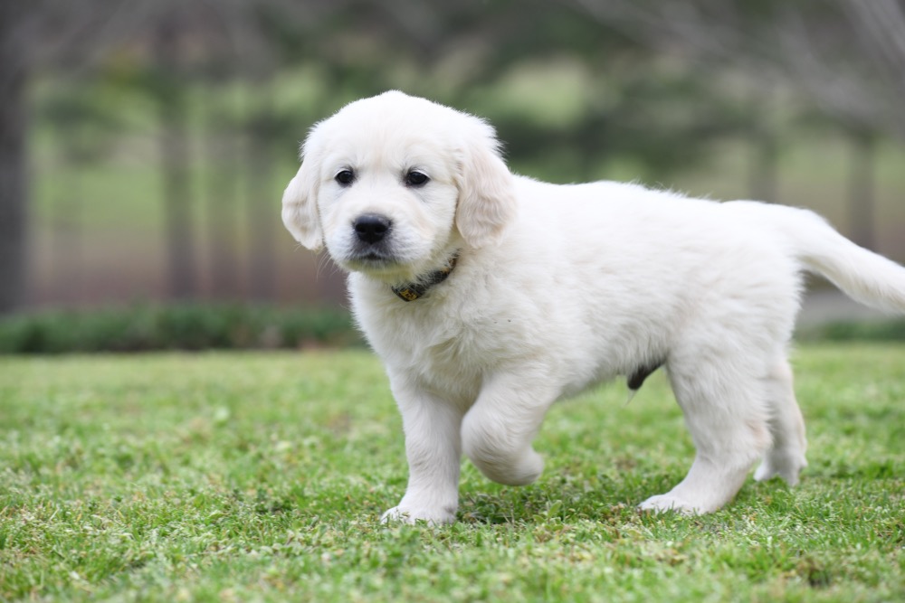 Tara's 6 1/2 Week Old Mr. Paws