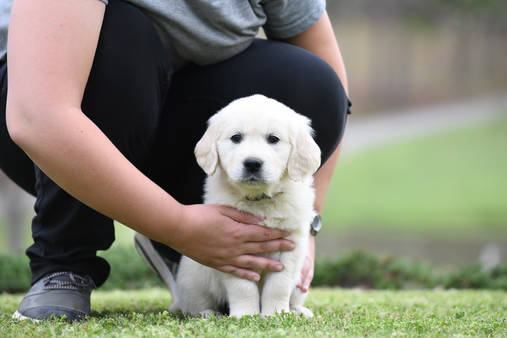 Tara's 6 1/2 Week Old Mr. Paws