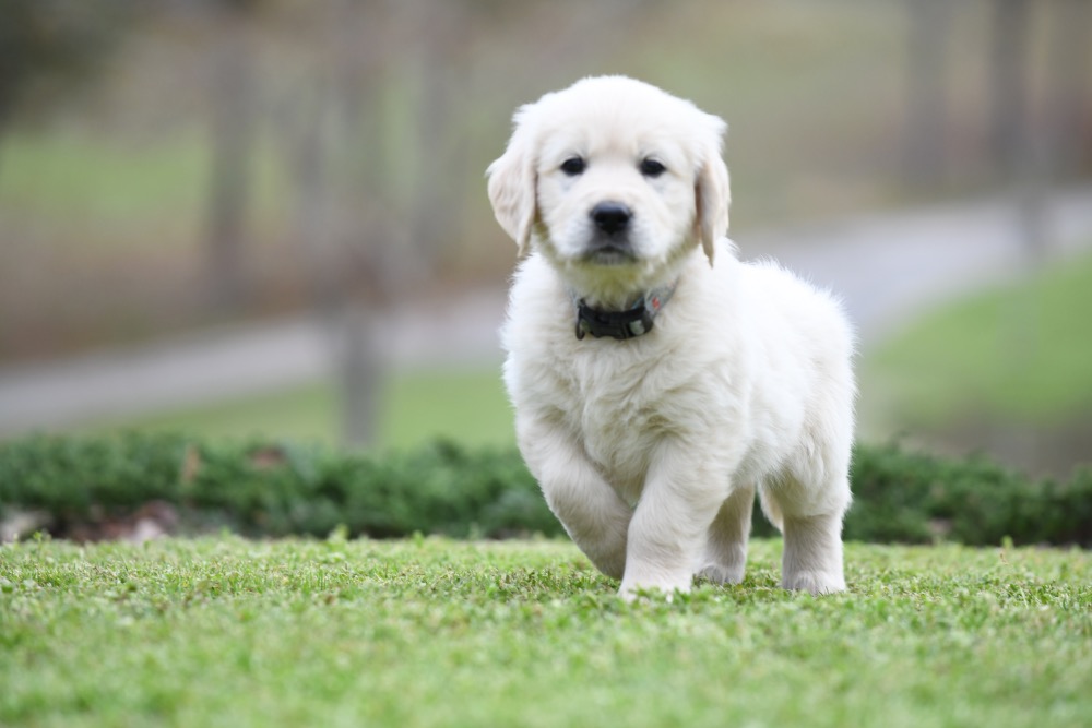 Tara's 6 1/2 Week Old Mr. LB