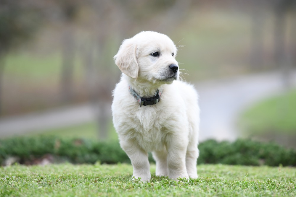 Tara's 6 1/2 Week Old Mr. LB