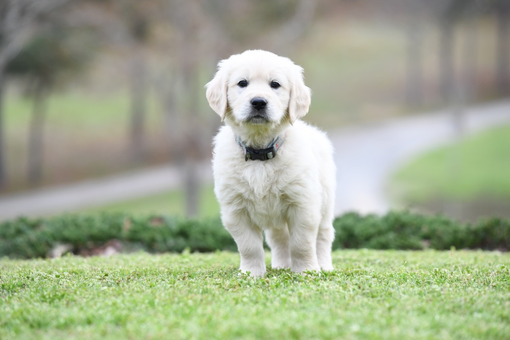 Tara's 6 1/2 Week Old Mr. LB
