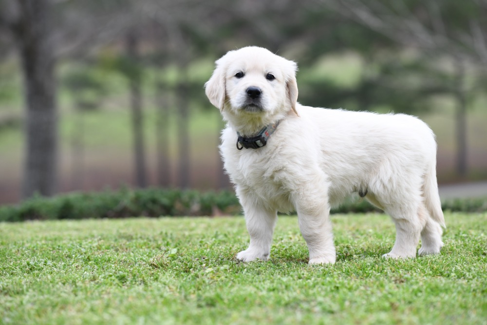 Tara's 6 1/2 Week Old Mr. LB