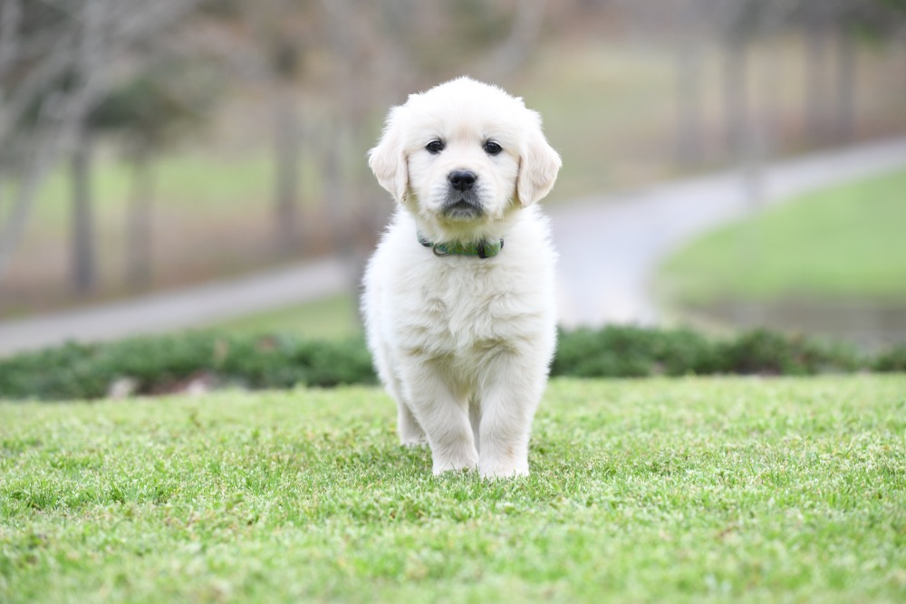 Tara's 6 1/2 Week Old Miss Green Dottie