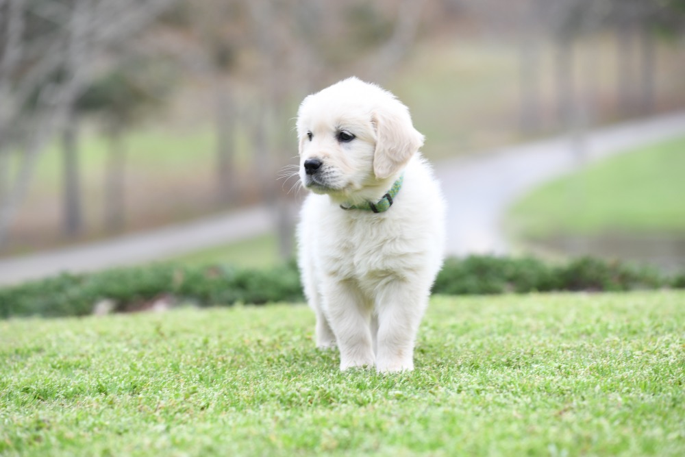 Tara's 6 1/2 Week Old Miss Green Dottie