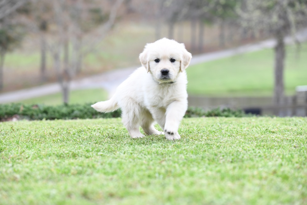 Tara's 6 1/2 Week Old Miss Green Dottie